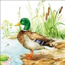 20 SERVIETTES CANARD