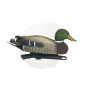 Appelant forme canard Colvert mâle