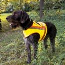 Gilet de signalisation et protection pour chien